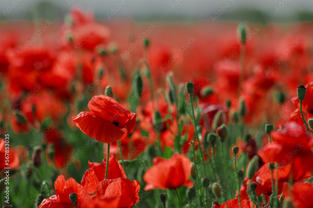 Fototapeta premium Field red and green blooming poppies