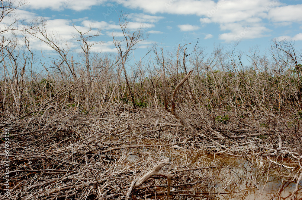 Fototapeta premium Landscape of bare trees sunny day in mangroves blue sky