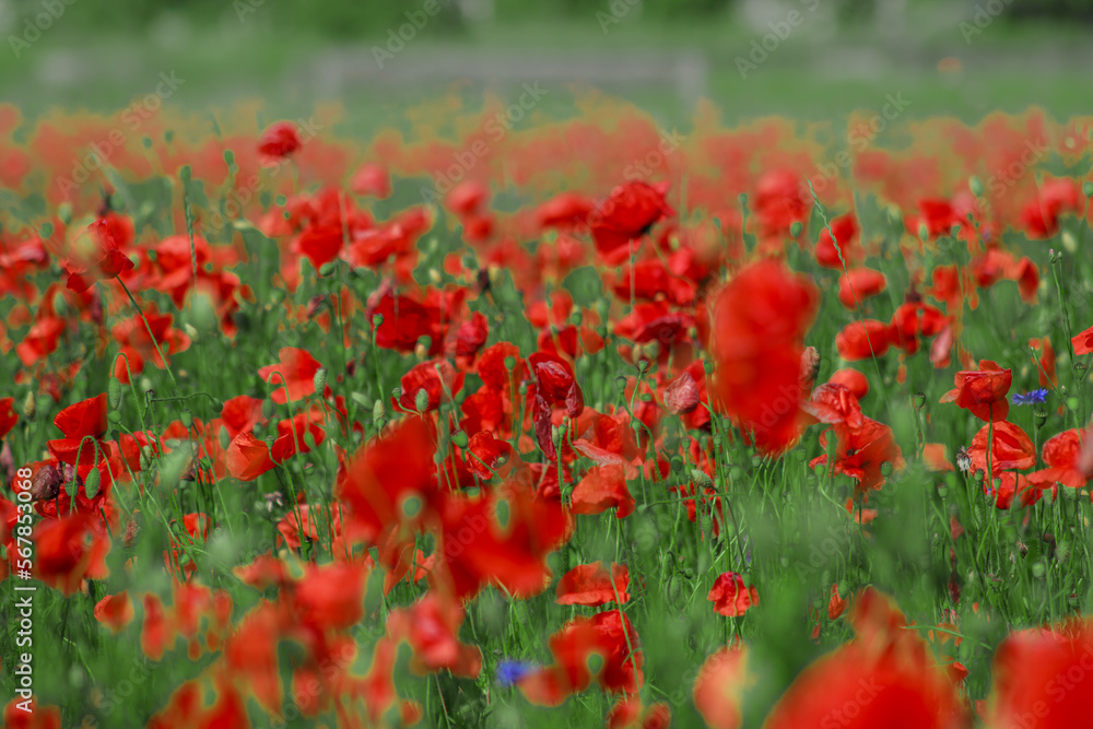 Field red and green blooming poppies