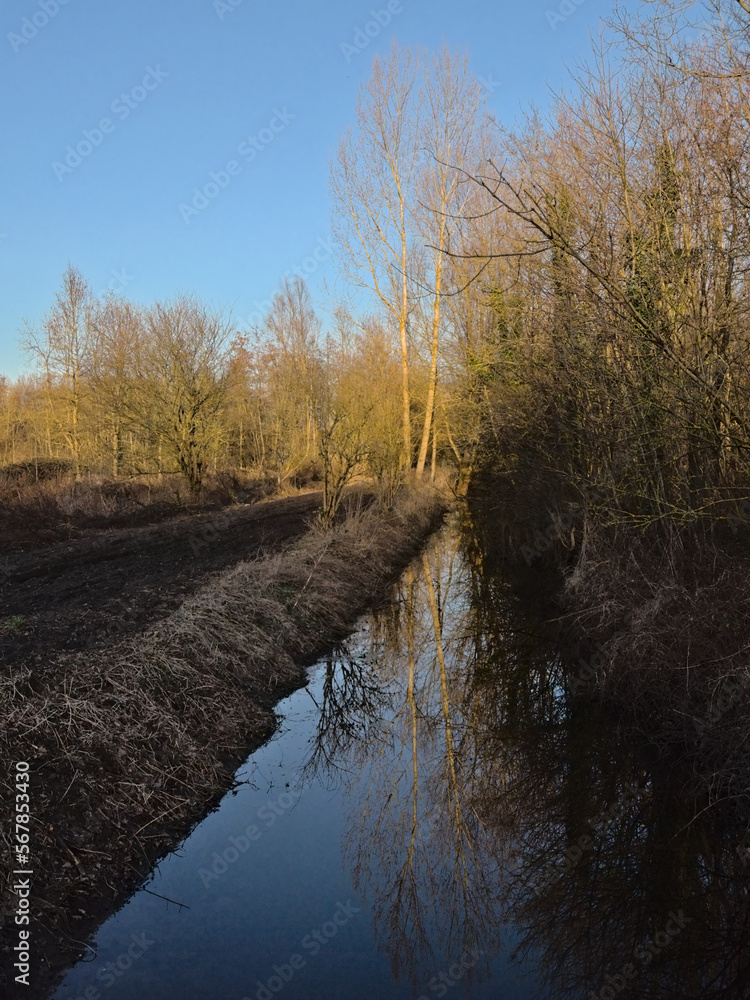 Creek through a winter landscape with reed and bare trees in the flemish countryside Creek through a winter landscape with reed and bare trees in the flemish countryside