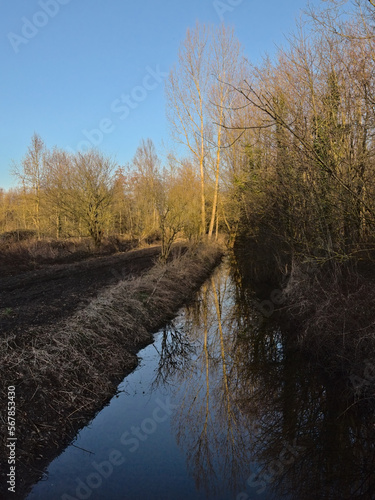 Creek through a winter landscape with reed and bare trees in the flemish countryside