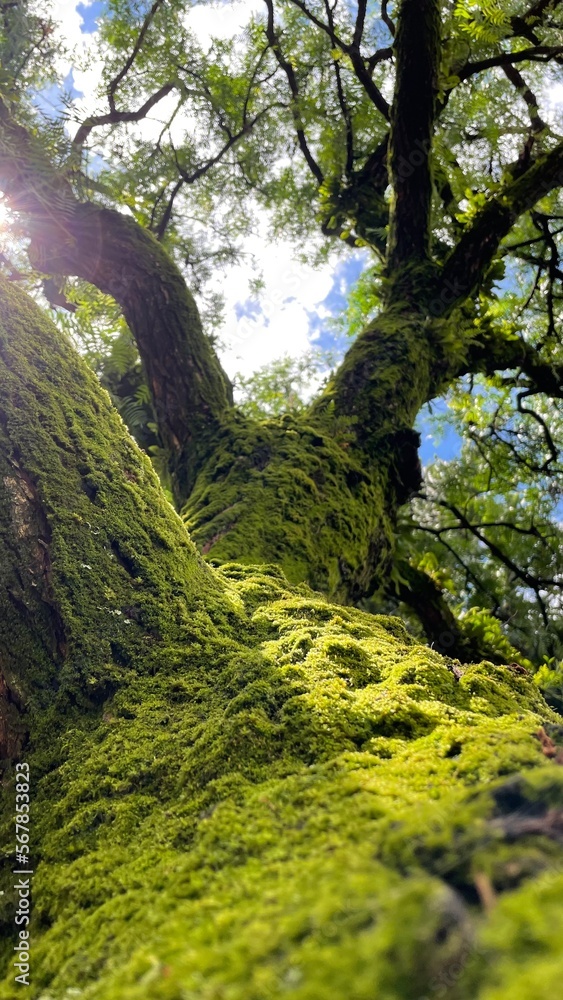 Fototapeta premium green forest 