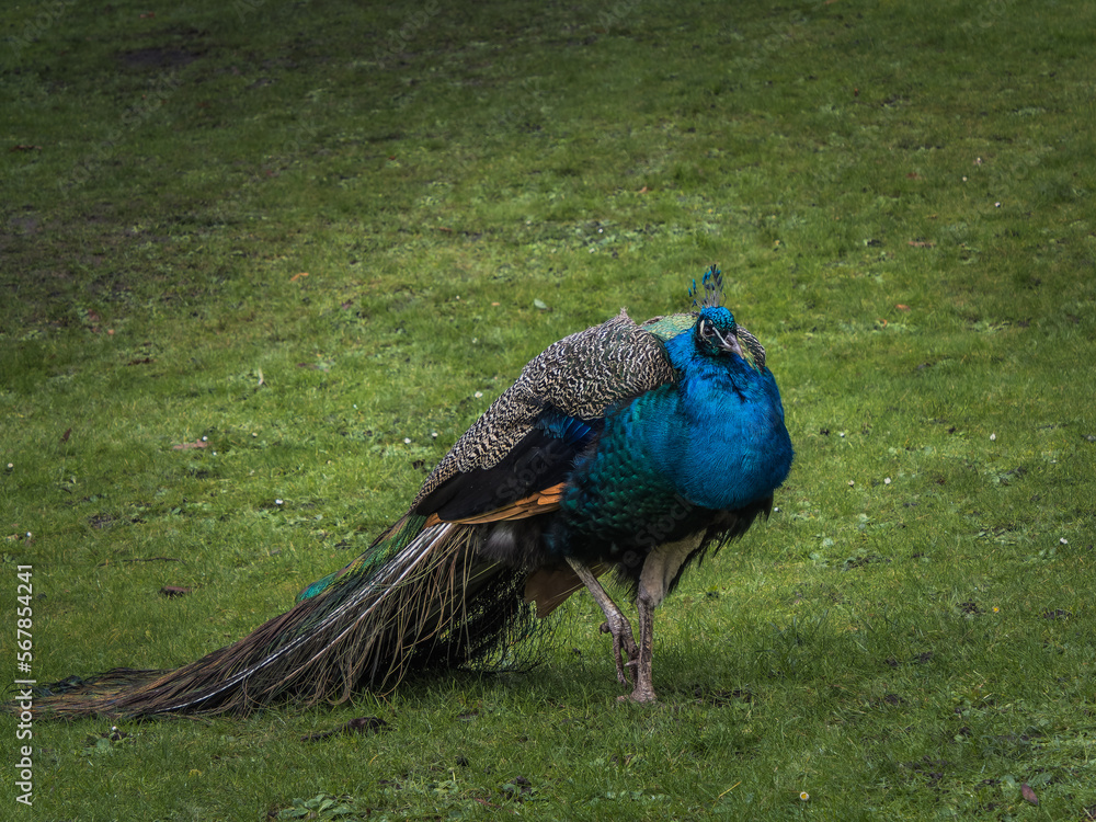 Obraz premium peacock in the park