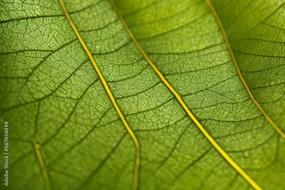 Fototapeta premium Green leaf texture - in detail