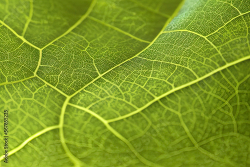 Green leaf texture - in detail