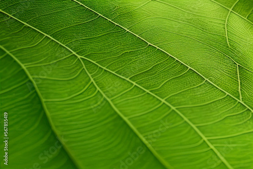 Green leaf texture - in detail