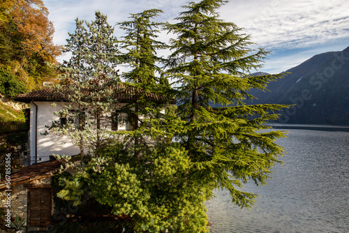 Amazing cedar trees or pine trees - view from Olive trail in Lugano  and lake next to