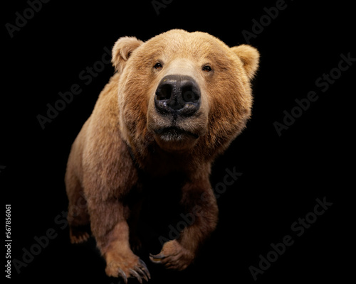 Wallpaper Mural Grizzly bear (Ursus arctos horribilis) aka North American brown bear Torontodigital.ca