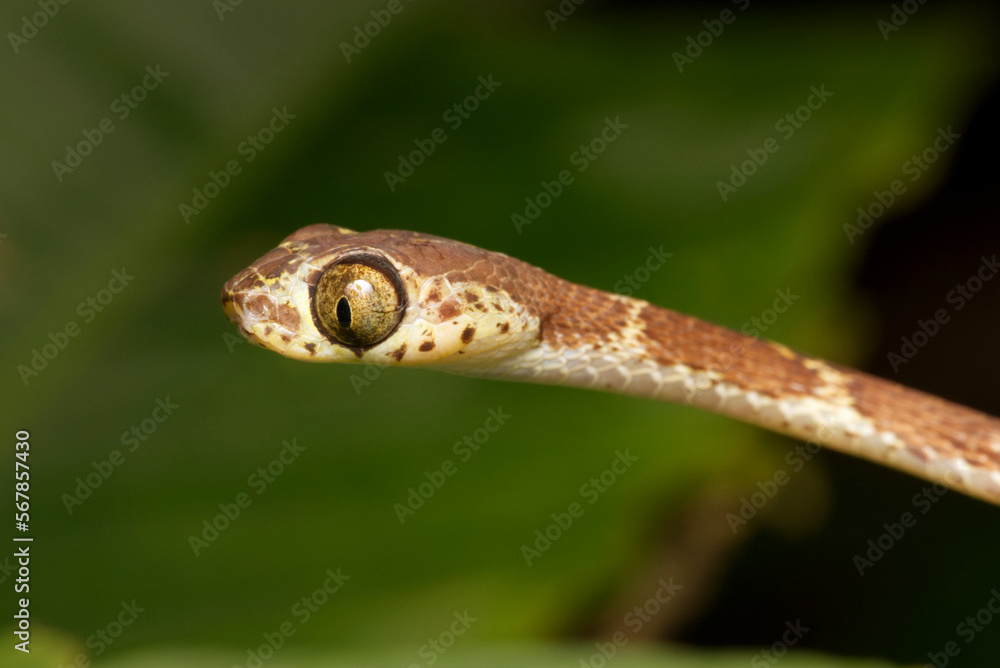 Blunt-headed vine snake (Imantodes cenchoa), Orellana, Ecuador Blunt-headed vine snake (Imantodes cenchoa), Orellana, Ecuador