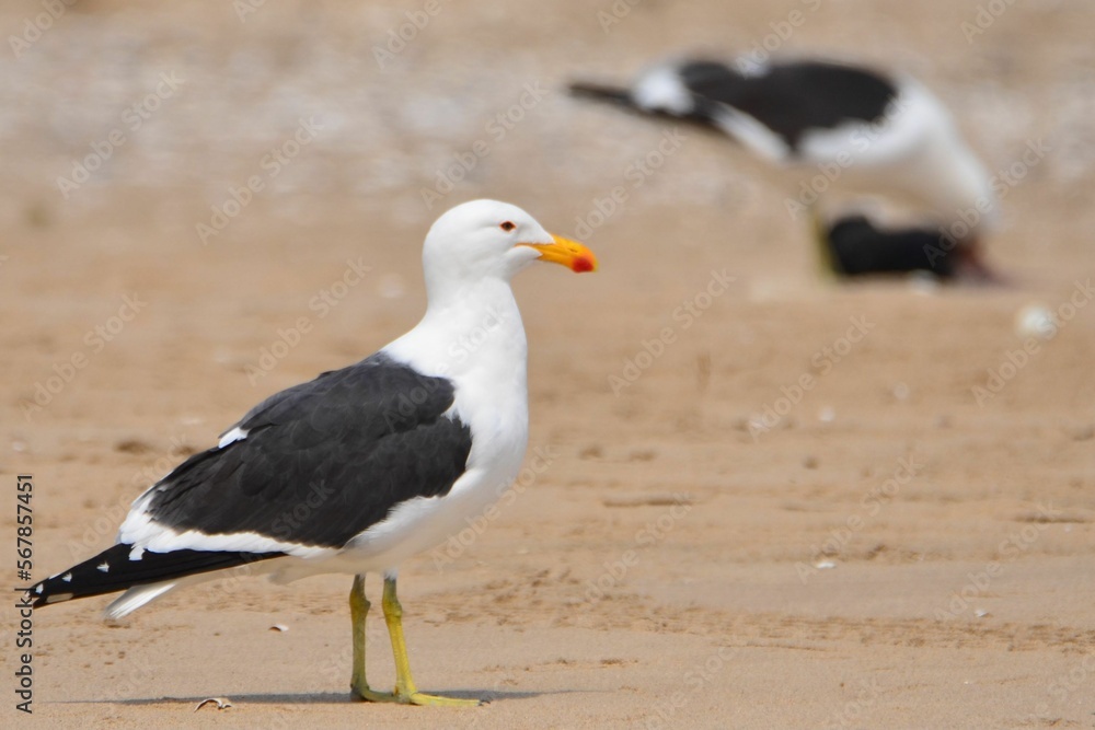 Portrait of a kelp gull, Walvis Bay, Namibia Portrait of a kelp gull, Walvis Bay, Namibia