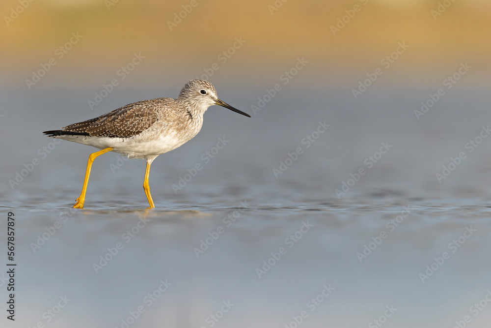 Greater yellowlegs (Tringa melanoleuca) resting and foraging at the mudflats of Texas South Padre Island. Greater yellowlegs (Tringa melanoleuca) resting and foraging at the mudflats of Texas South Padre Island.