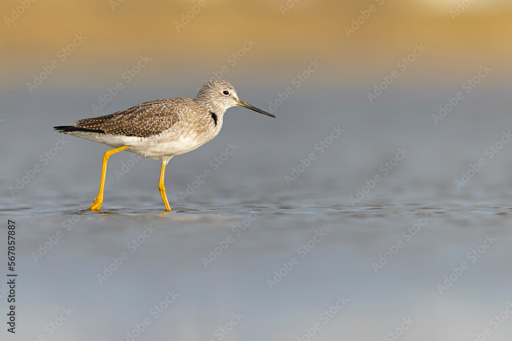 Greater yellowlegs (Tringa melanoleuca) resting and foraging at the mudflats of Texas South Padre Island. Greater yellowlegs (Tringa melanoleuca) resting and foraging at the mudflats of Texas South Padre Island.