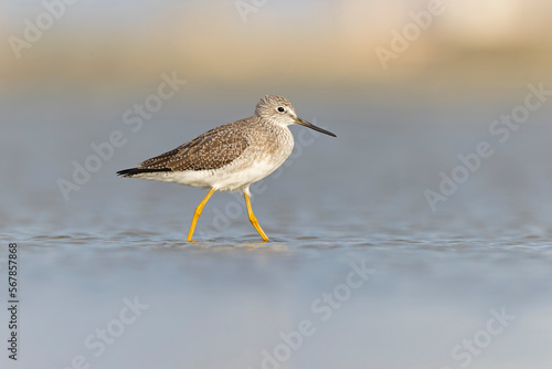 Greater yellowlegs (Tringa melanoleuca) resting and foraging at the mudflats of Texas South Padre Island. © Bouke