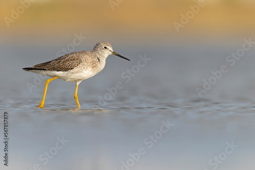 Greater yellowlegs (Tringa melanoleuca) resting and foraging at the mudflats of Texas South Padre Island. © Bouke
