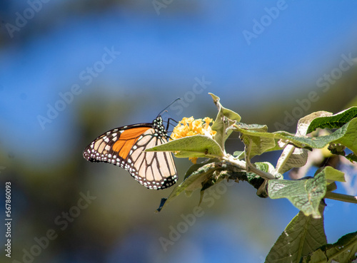 Monarch Butterfly Pacific Grove © Neil Aronson