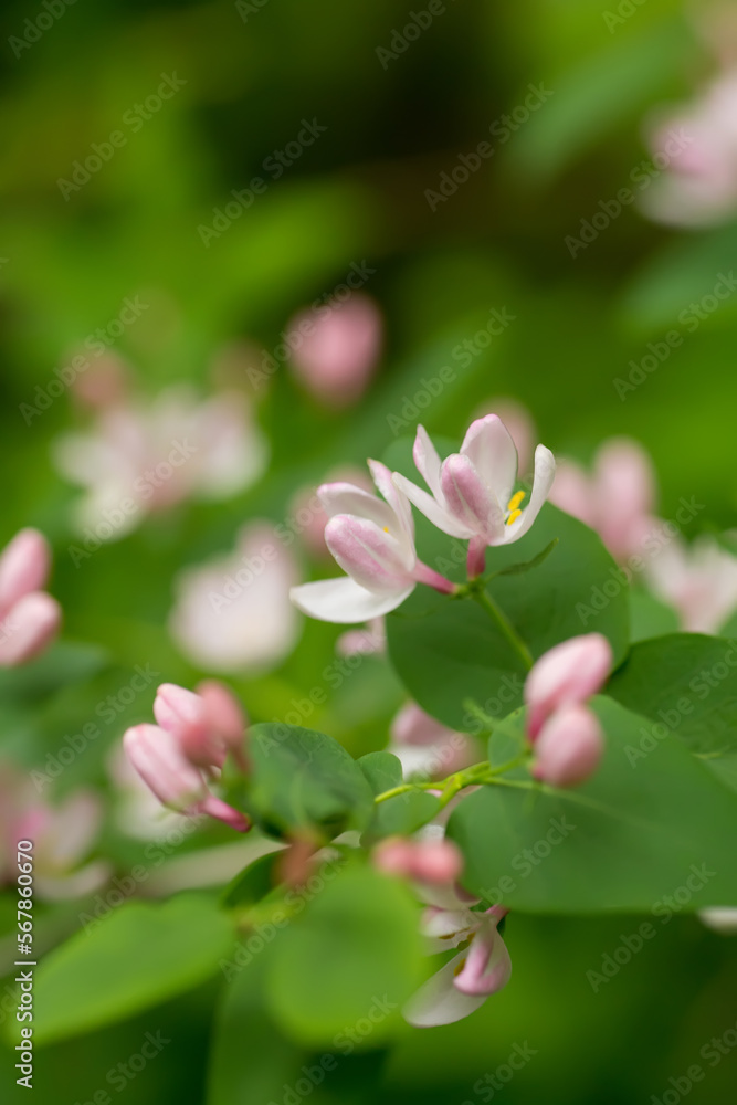 Fototapeta premium Wild blooming bush Lonicera tatarica, Tatarian honeysuckle with pink flowers. Honey plant of Europe and Ukraine