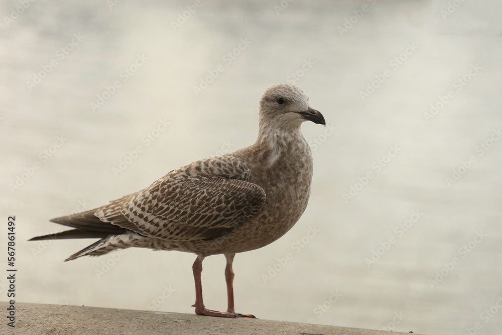 Closeup of a water bird seen against a grey background with copy space,