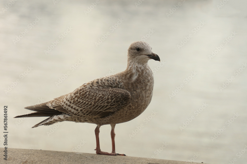Closeup of a water bird seen against a grey background with copy space, Closeup of a water bird seen against a grey background with copy space,