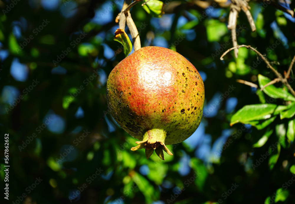 Ripe organic fruit of organic Dalmatian pomegranate Ripe organic fruit of organic Dalmatian pomegranate