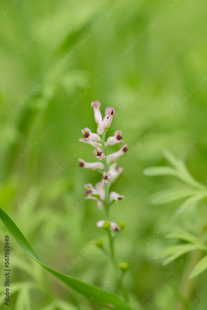 Fumaria officinalis, common fumitory, drug fumitory or earth smoke Close-up