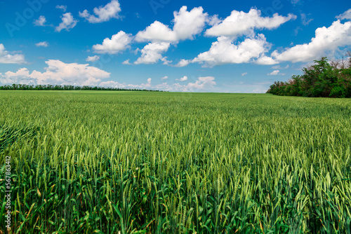  Agricultural field on which grow immature young cereals  wheat. Blue sky with clouds in the background