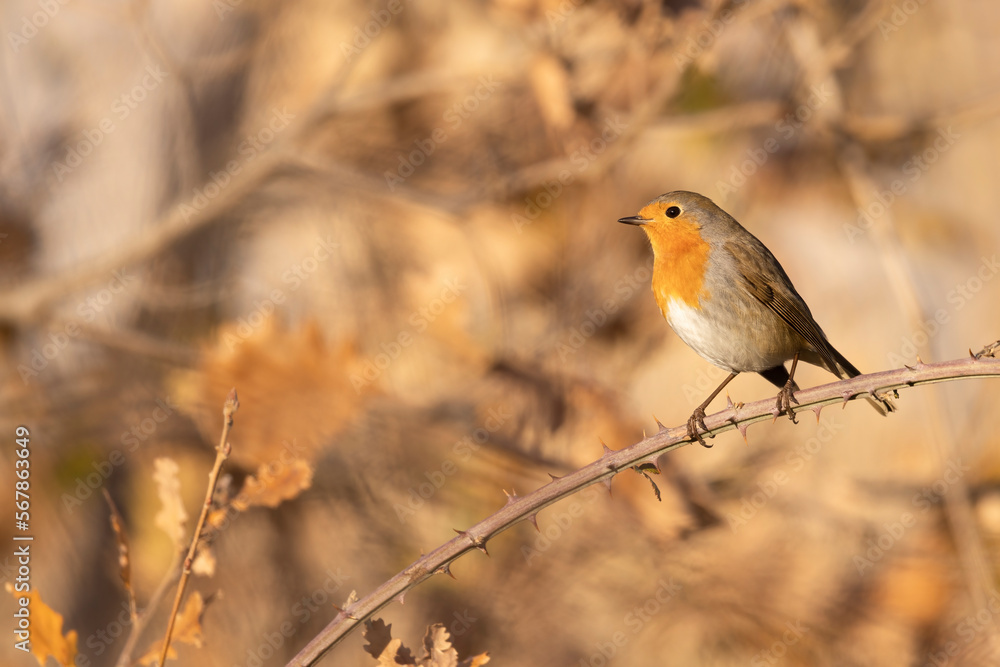 Fototapeta premium The European robin (Erithacus rubecula) in the autumn.