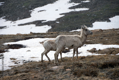 Young Bighorn At Mount Evans