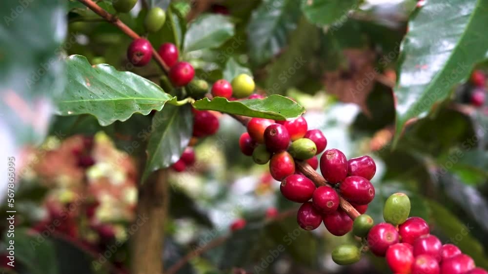 Planta de Café Planta de Café