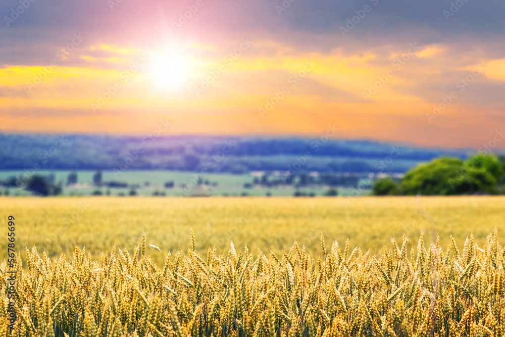 Wheat field with ripe ears of wheat, forest in the distance and scenic sky during sunset. Rural landscape with yellow wheat field