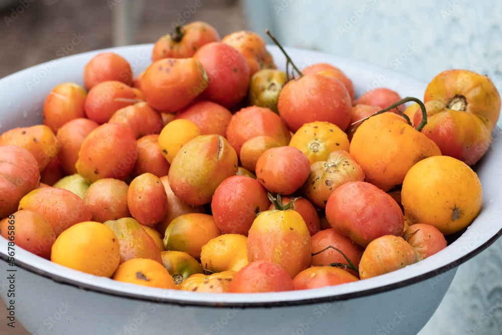 Ripe tomatoes in a large bowl. Growing tomatoes Ripe tomatoes in a large bowl. Growing tomatoes