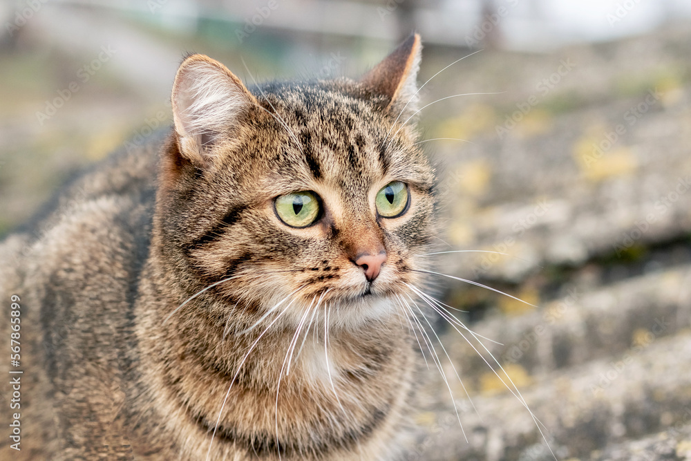 Brown tabby cat with an attentive look close-up
