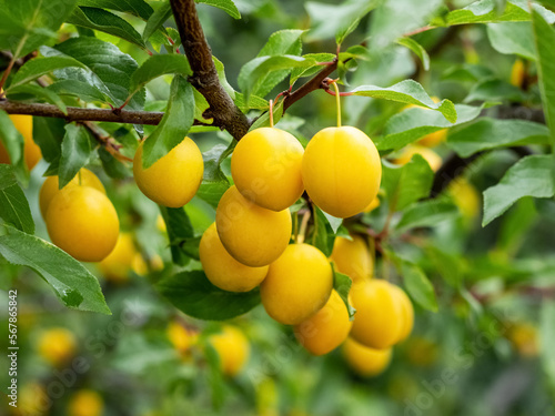 Yellow ripe cherry plum berries in the garden on a tree