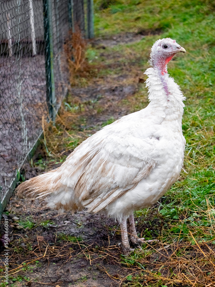 Fototapeta premium White turkey on the background of green grass. Growing turkeys on the farm