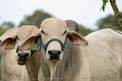 Toro de la raza brahman en campo mirando hacia la cámara