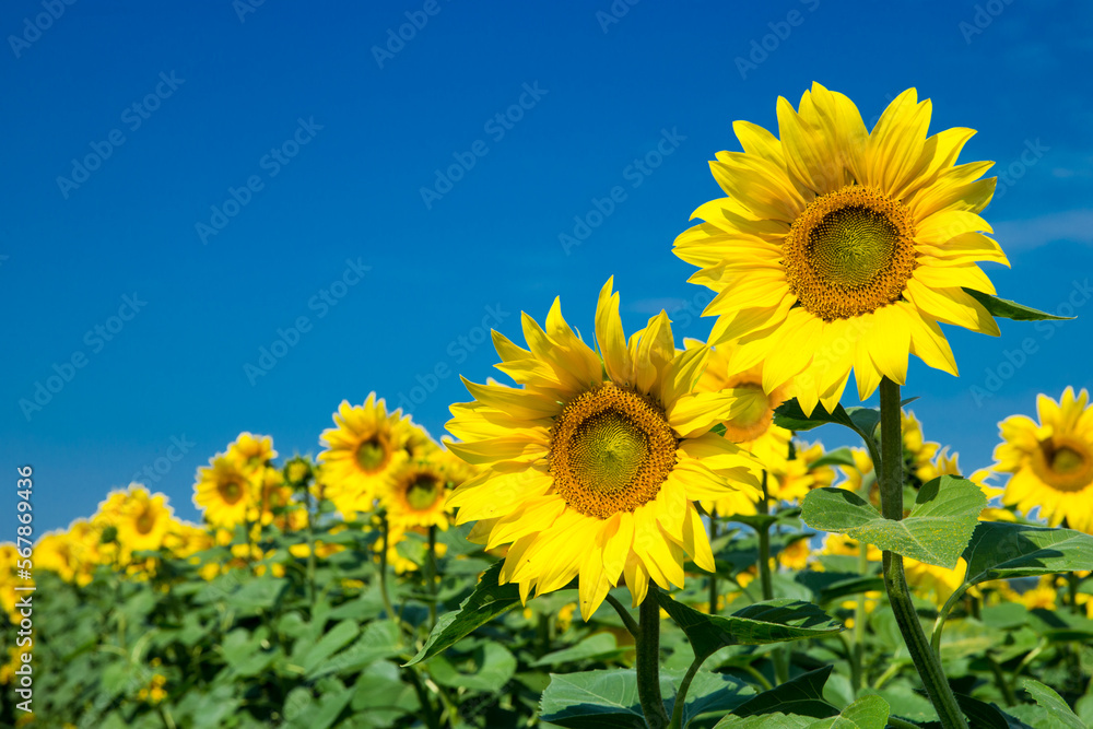 Sunflower field with cloudy blue sky