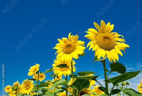 Sunflower field with cloudy blue sky