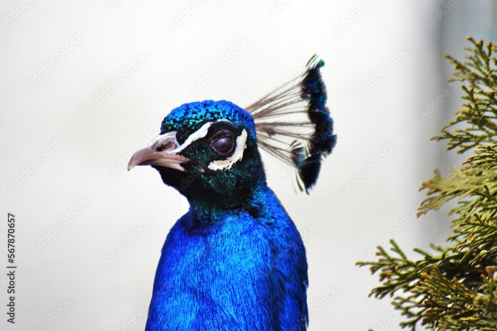 Portrait of a peacock