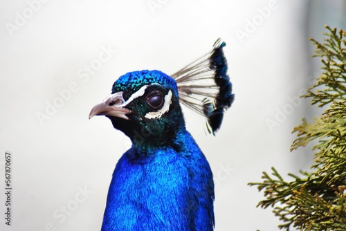 Obraz na płótnie Portrait of a peacock w salonie
