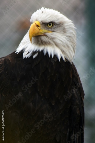 Obraz na płótnie American bald eagle on the fence w salonie