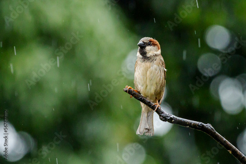 The sparrow also know as Pardal or Gorrion perched on the branch under rain. Species Passer domesticus. Animal world. Birdwatching.