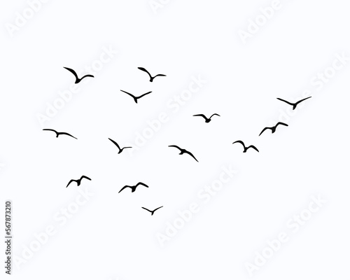 Fototapete flock of birds