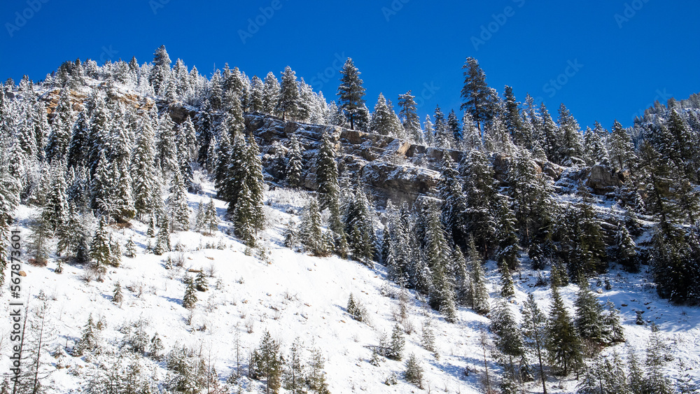 Snow covered Mountains and Pine Trees