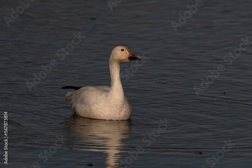 Snow Goose in the Wildlife Refuge Pond