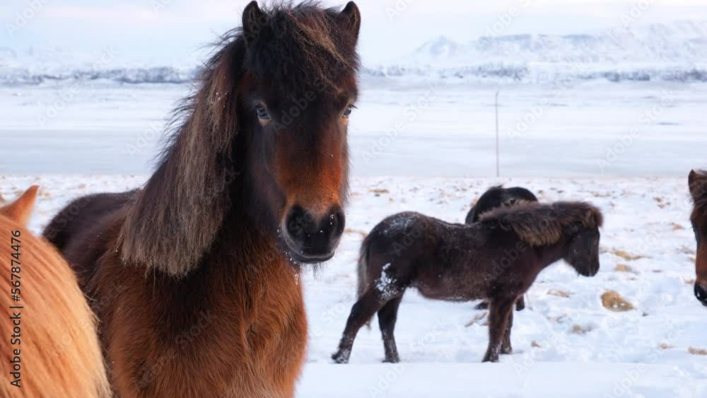 Icelandic Horses In Winter, Rural Animals in Snow Covered Meadow, Iceland. Shot in 8k Resolution. Icelandic Horses In Winter, Rural Animals in Snow Covered Meadow, Iceland. Shot in 8k Resolution.