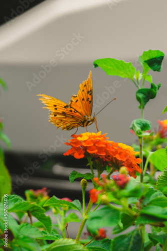 fotografia de mariposa con alas de color naranja con detalles en color negro, la cual esta posada en una flor de color naranja y destaques en verde 