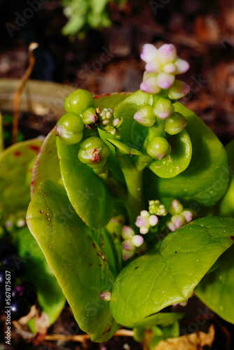 malabar spinach leaf with seed photo