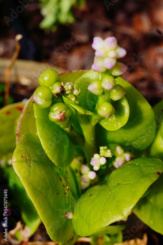 malabar spinach leaf with seed photo