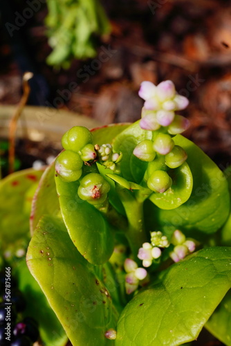 malabar spinach leaf with seed photo