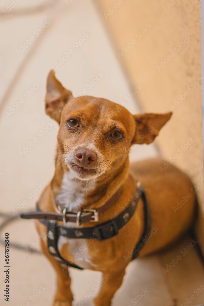 fotografia de mascota que es un perrito chihuahua de color café viendo a la camara