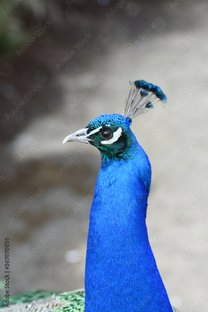 Portrait of a peacock